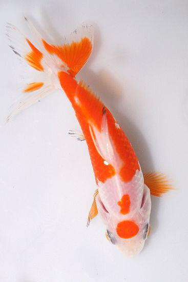 Sarasa Wakin Japanese Goldfish FAC SIMILE