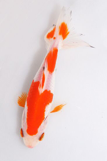 Sarasa Wakin Japanese Goldfish FAC SIMILE
